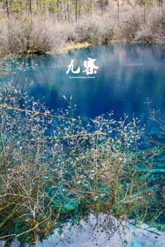 超萌荷花仙子